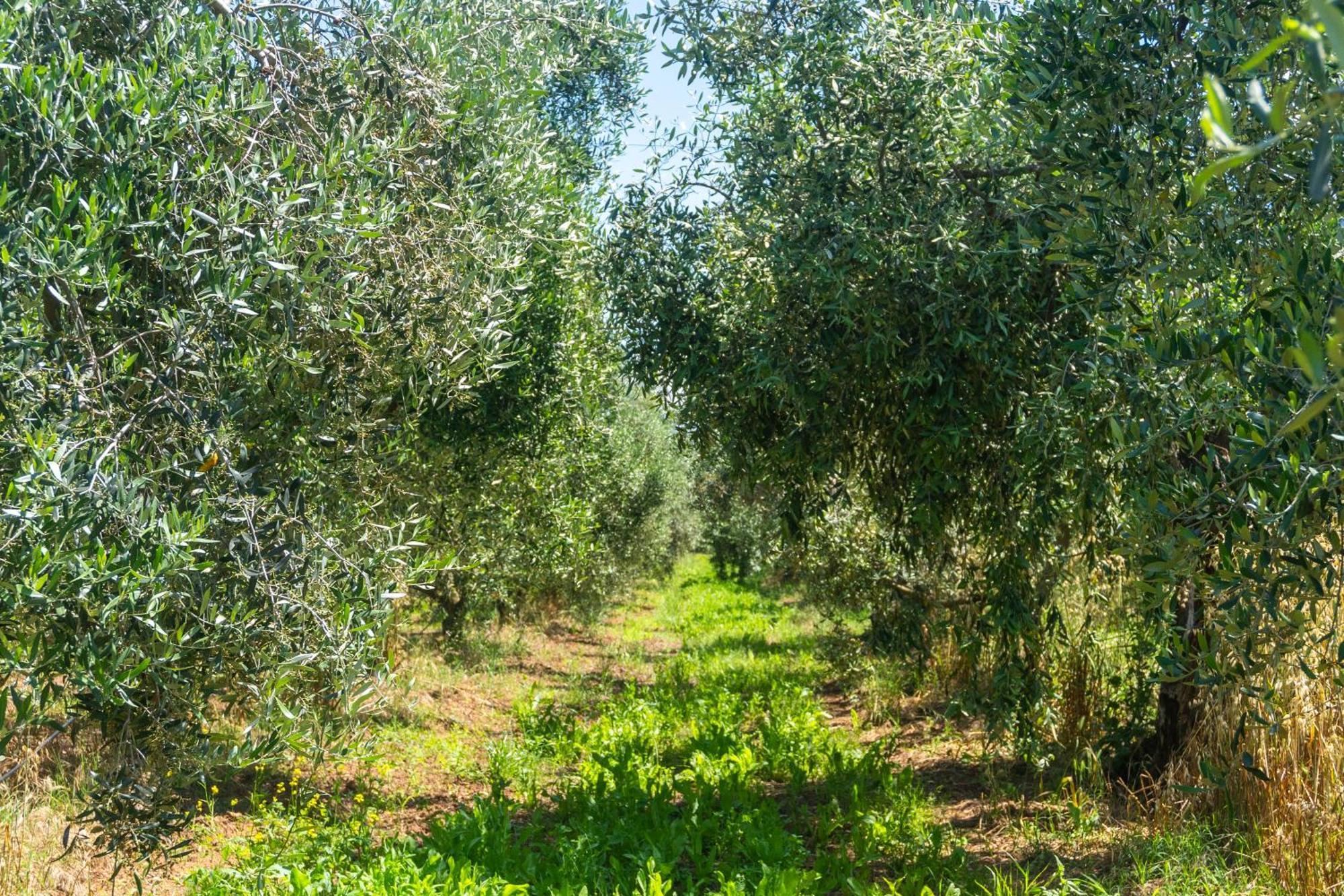 Agriturismo Il Tripesce Vada Exterior foto